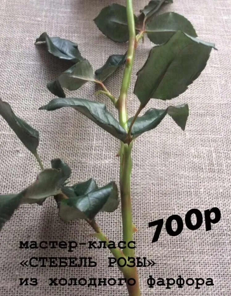 Стебель розы (Анжелика Флор)