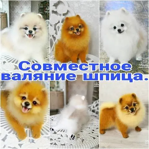 Валяние померанского шпица (feyaya1)