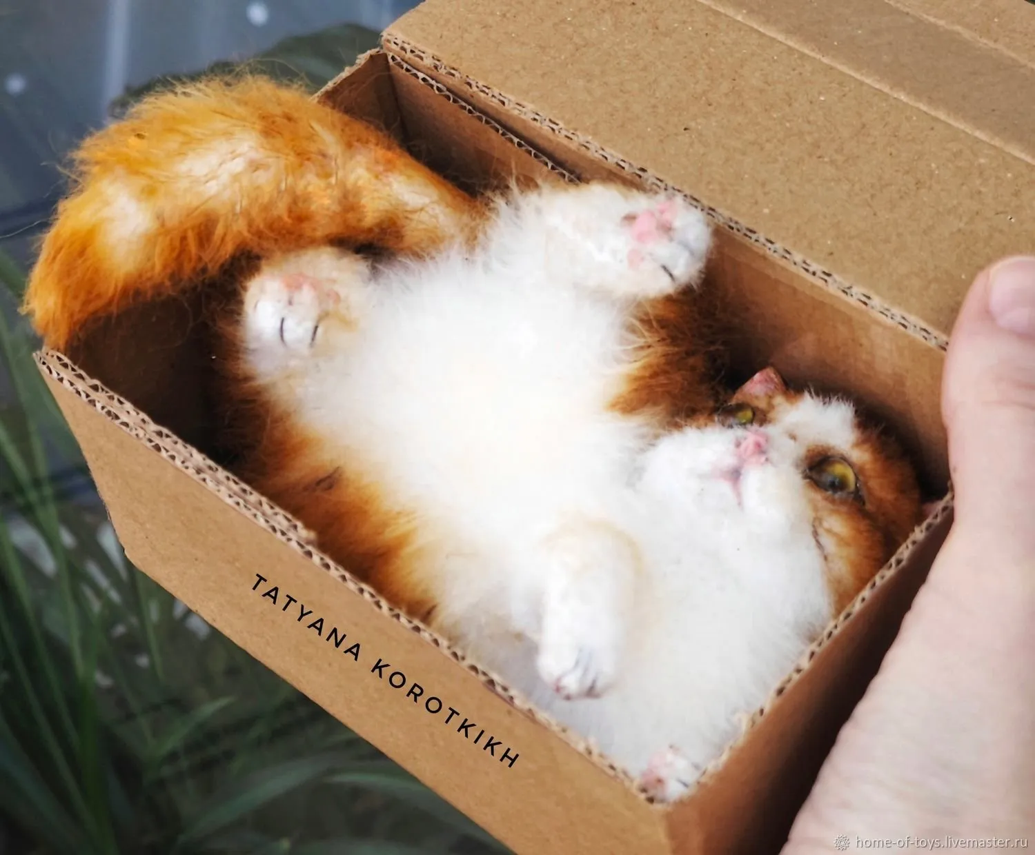 Котик в коробке (Татьяна Коротких)