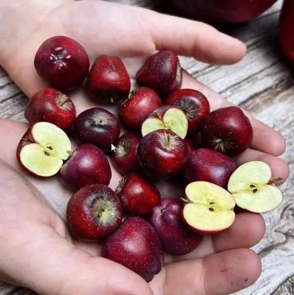 Яблоки красные целые и в разрезе (manufruktura)