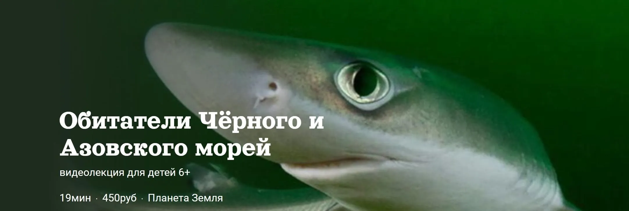 [Детский лекторий] Обитатели Чёрного и Азовского морей (Александр Толмачев)