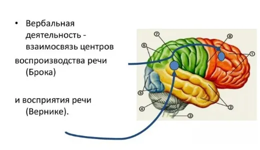 Мозговые механизмы речи (Татьяна Визель)