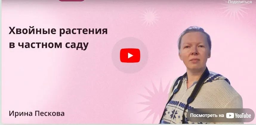 [Инфоурок] Хвойные растения в частном саду (Ирина Пескова)