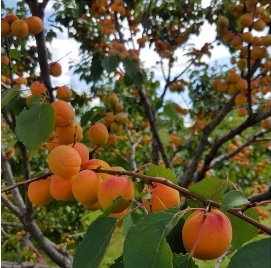 Руководство по посадке всех плодовых деревьев  (Apricot_gardenru)