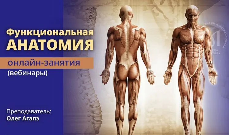 [Институт остеопатии и Метавитоники]  Функциональная анатомия (Олег Агапэ)