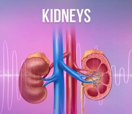 [Qi Life] Почки / Kidneys (David Wong)