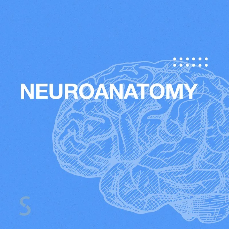 [Synapse] Neuroanatomy. Нейроанатомия (Иван Агеев)