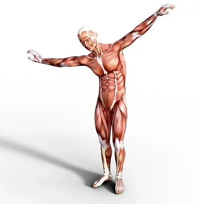 [Sigh Energy] Заживление и регенерация связок | Ligaments healing and regeneration