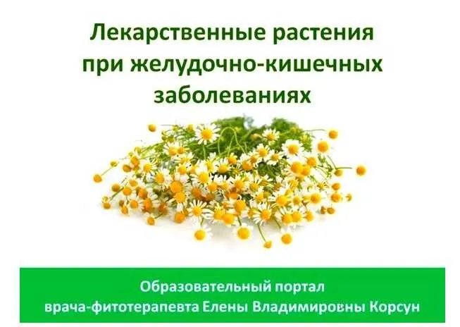 Фитооздоровление при заболеваниях желудка и кишечника (Елена Корсун)