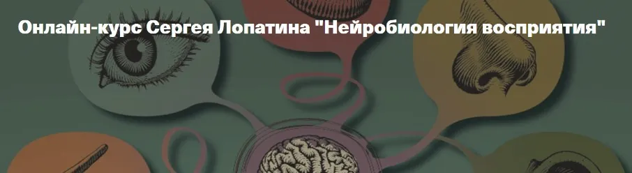 [Архэ] Нейробиология восприятия. Осязание. Лекция 2 (Сергей Лопатин)