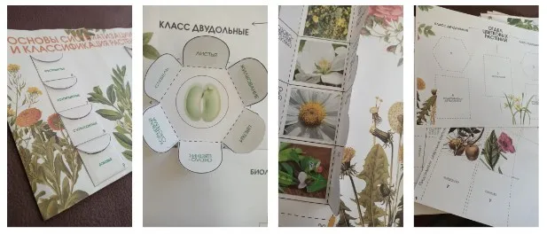 Лэпбук «Основы систематизации и классификация растений» (Татьяна Марышева)