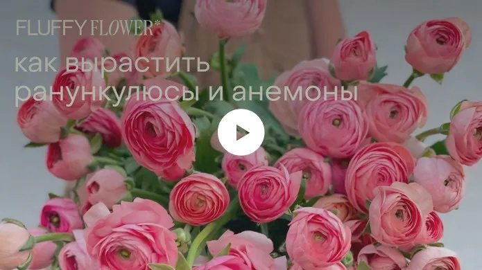 [Fluffy Flower] Как вырастить ранункулюсы и анемоны (Инна Звездина, Константин Звездин)