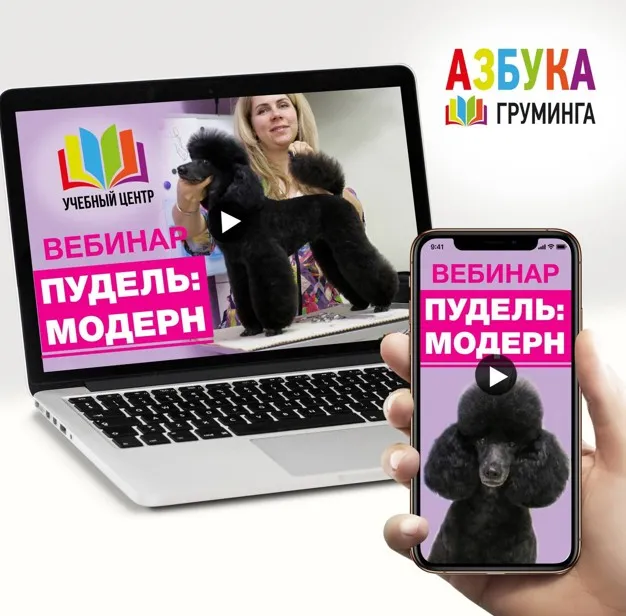 [Азбука Груминга] Стрижка пуделя: короткий модерн (Дарья Казимова)