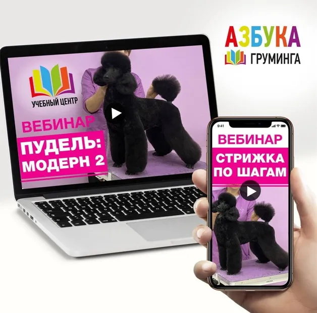 [Азбука Груминга] Пудель Модерн. Для начинающих (Дарья Казимова)