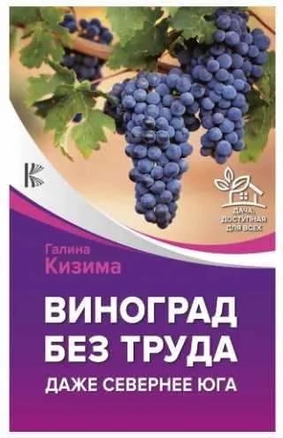 Виноград без труда. Даже севернее юга (Галина Кизима)