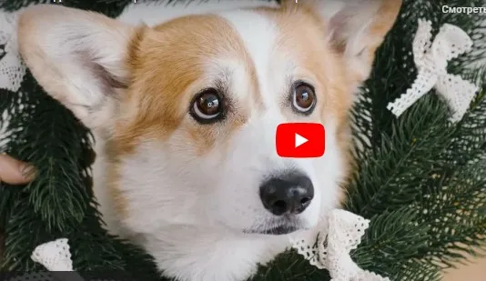 [Инфоурок] Создание анимированных GIF из Photoshop + After Effects (Сергей Городенский)