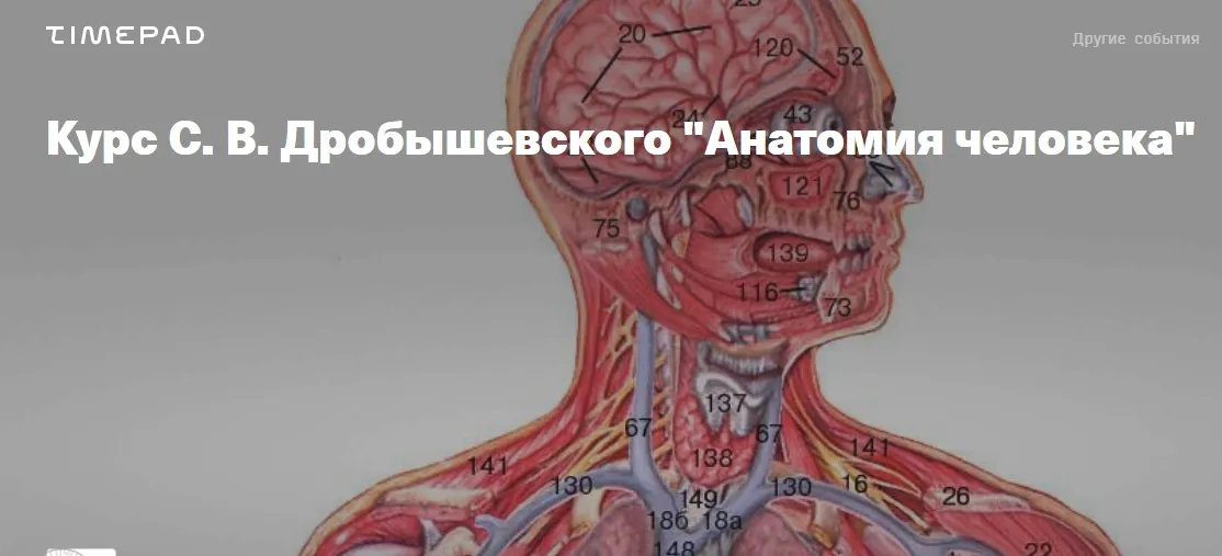 Анатомия человека (Станислав Дробышевский)