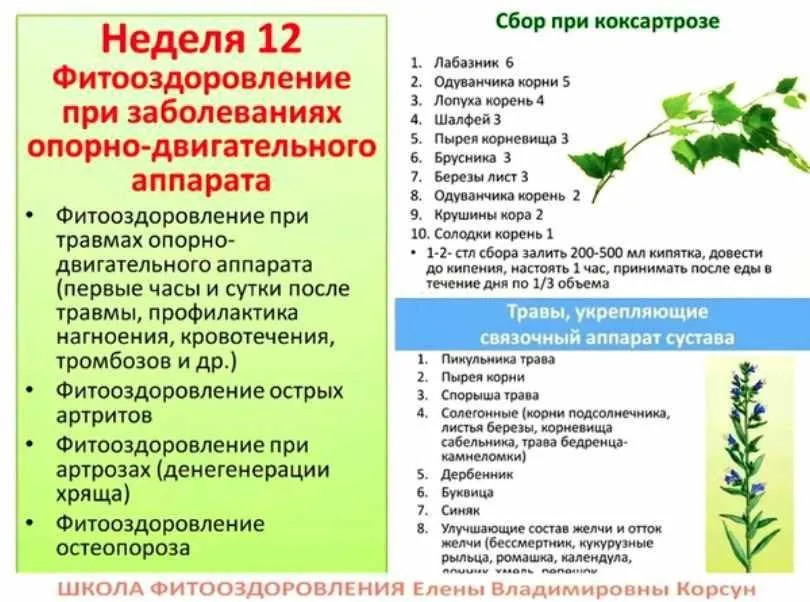 Фитооздоровление при заболеваниях опорно-двигательного аппарата (Елена Корсун)