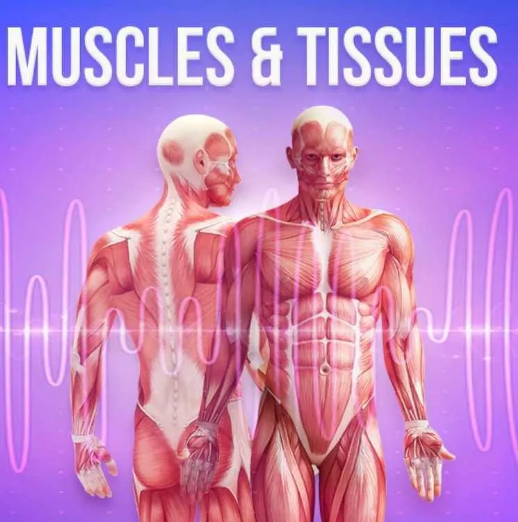 [Qi Life] Мышцы и ткани I Muscles & Tissues (David Wong)