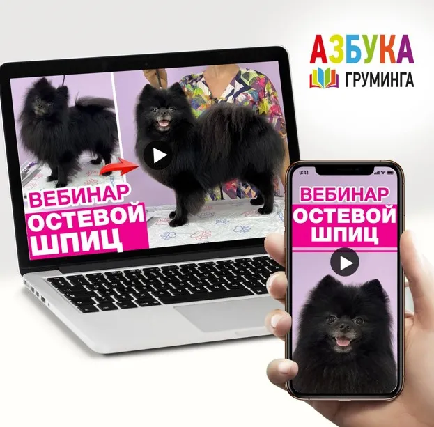 [Азбука Груминга] Стрижка шпица с остевым типом шерсти (Дарья Казимова)