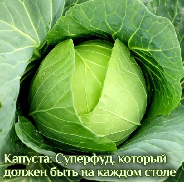 Осеннее меню 2024 + Гайд Капуста: суперфуд, который должен быть на каждом столе (Катя Янг)