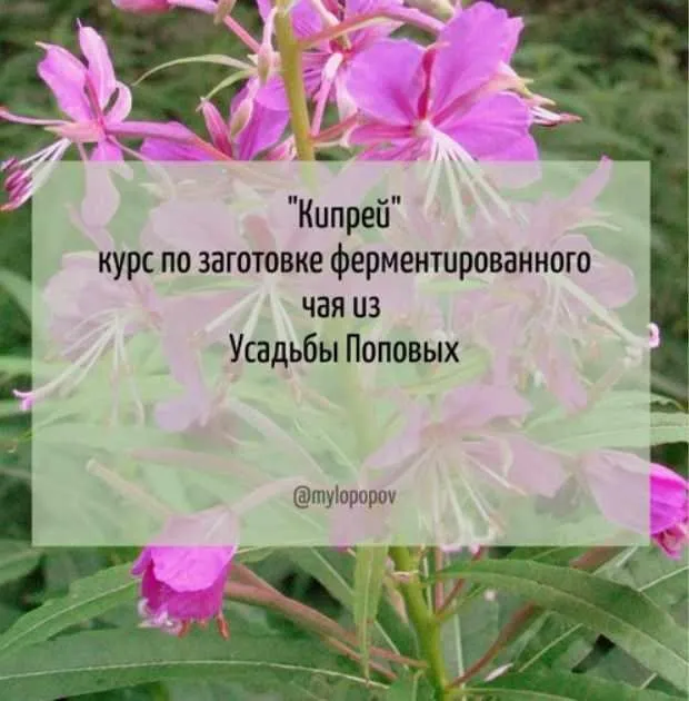 [Природная школа Усадьба Поповых] «Кипрей» курс по заготовке ферментированного чая (Анна Попова)