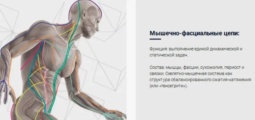 Мышечно-фасциальные цепи как система стабилизации мышечно-скелетной системы  (Людмила Васильева)