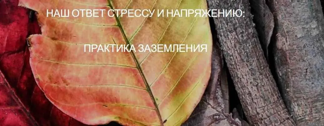 [Body My Home] Наш ответ стрессу и напряжению: практика заземления. 6 классов в записи