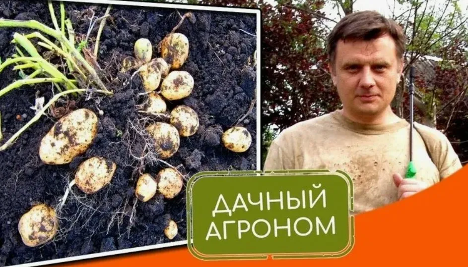 [Дачный агроном] Большой Картофельный курс