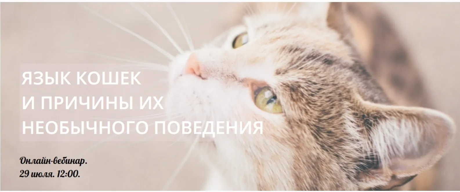 Язык кошек и причины их необычного поведения (Виктория Кононова)