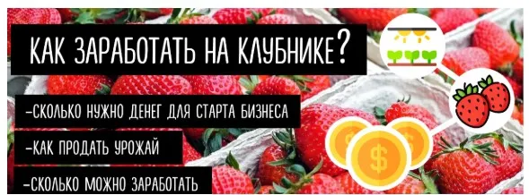 Выращивание клубники (Светлана Зайцева)