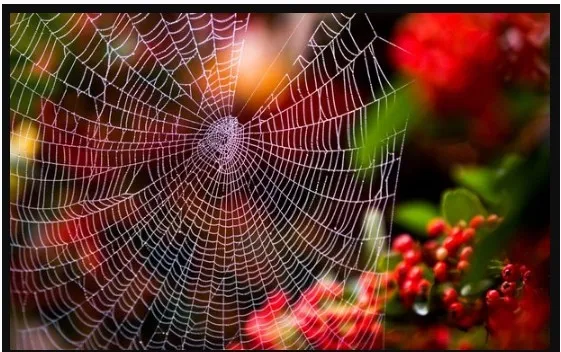 [Академия Квантовых Мастеров] Паутина мрачности  (Юджиния Квант)