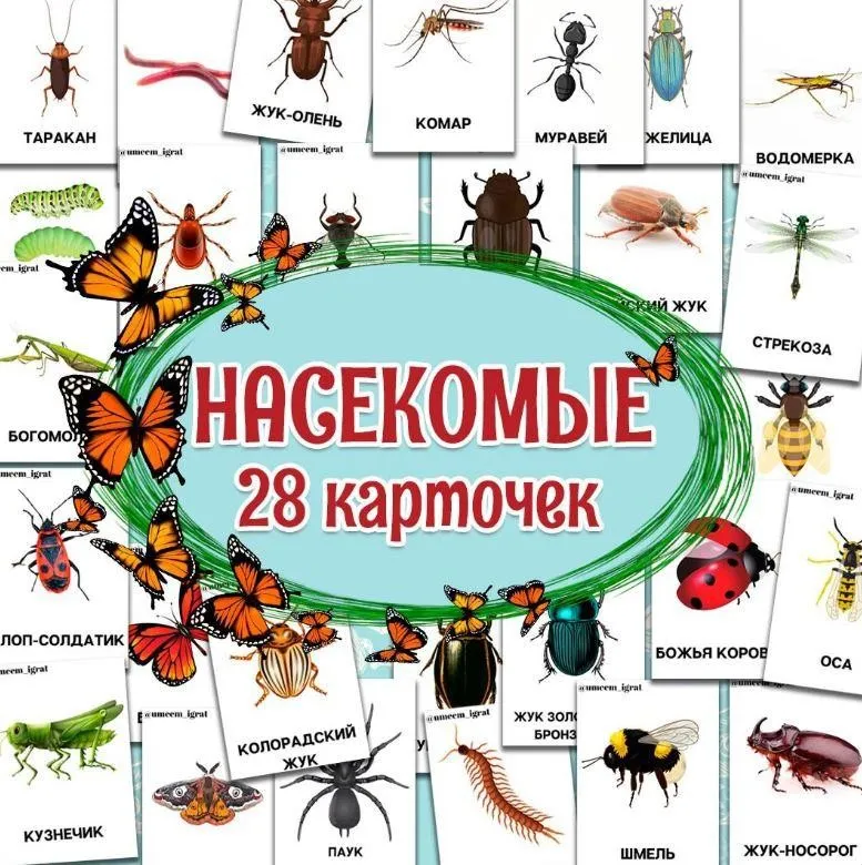 [umeem_igrat] Карточки «Насекомые» (Алсу Хаметова)
