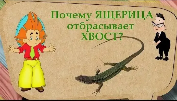 Зачем ящерицы отбрасывают хвост [Артлайнер]