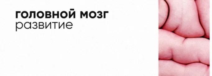 [Topanatomy] Развитие головного мозга. Мозговые пузыри (Dr.Vorobev)