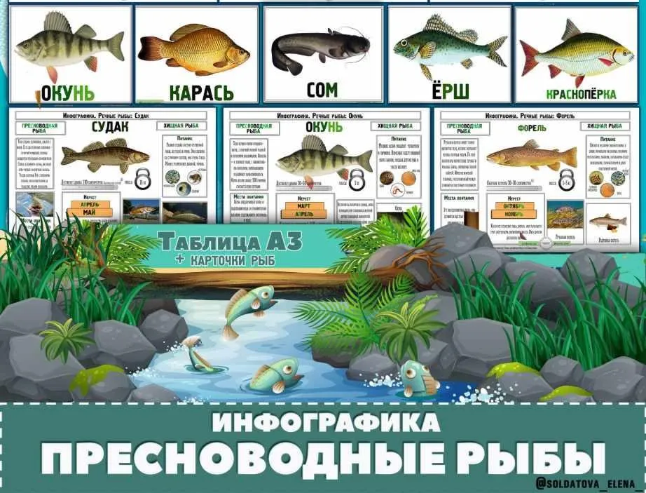Пресноводные рыбы. Инфографика  (Елена Солдатова)