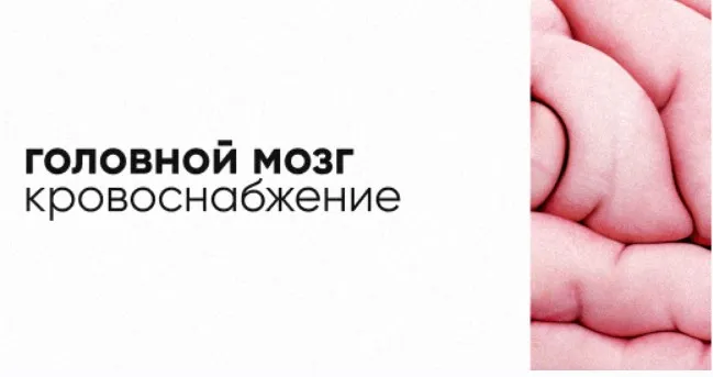 [Topanatomy] Кровоснабжение головного мозга. Виллизиев круг (Dr.Vorobev)