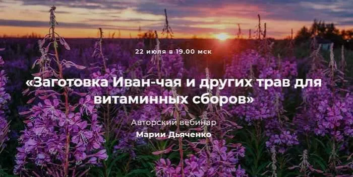 Заготовка Иван-чая и других трав для витаминных сборов (Мария Дьяченко)