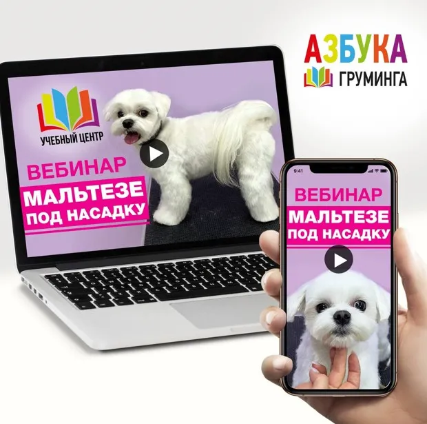 [Азбука Груминга] Стрижка мальтезе под насадку (Дарья Казимова)