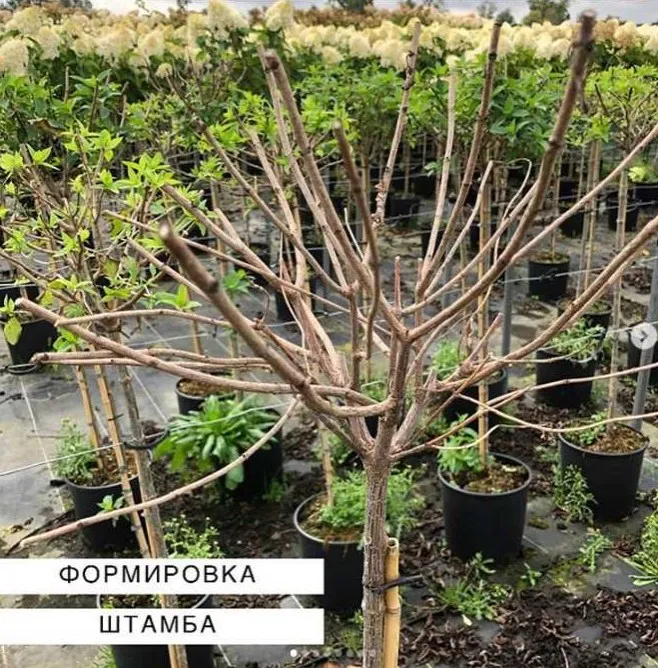 [Питомник Лесковo] Формировка штамба