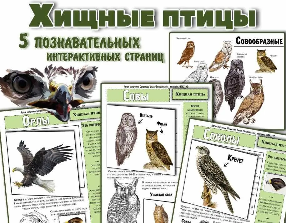 Хищные птицы. Интерактивные страницы про хищных птиц (Елена Солдатова)