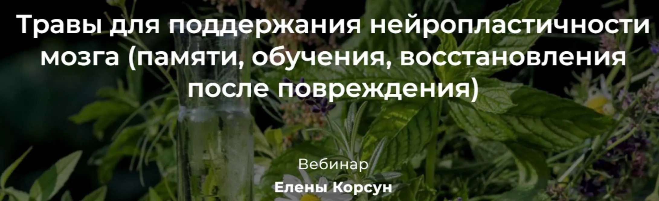 Травы для поддержания нейропластичности мозга (Елена Корсун)