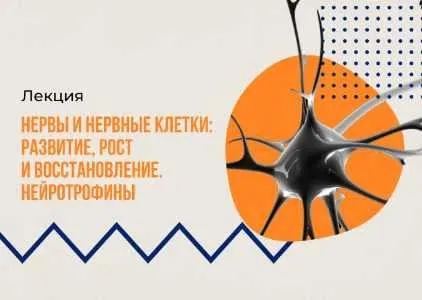 [vabrain] Нервы и нервные клетки: развитие, рост и восстановление. Нейротрофины (Екатерина Тарасова)