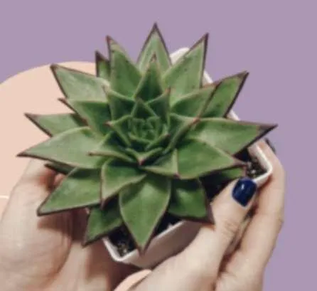 Уход за суккулентами для новичков (succulents_one_love)