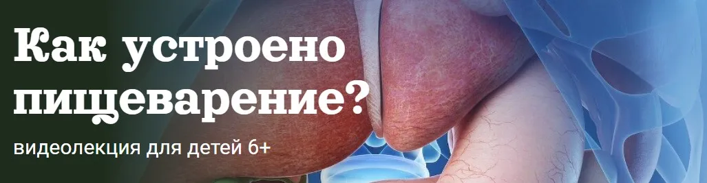 Как устроено пищеварение (Александр Толмачёв)