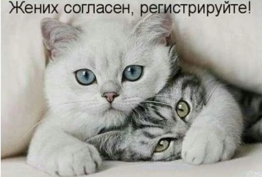 Жених согласен, регистрируйте! (Наталия Ладини)