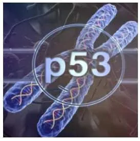 Ген Р53 (Юджиния Квант)