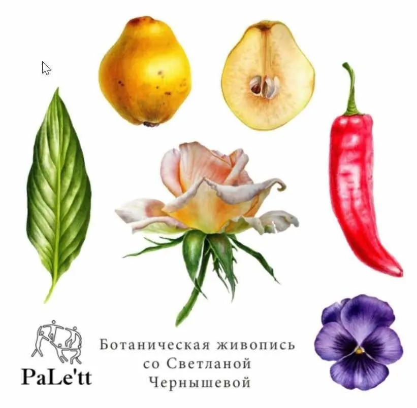 [Art-studio PaLe'tt] Ботаническая живопись (Светлана Чернышева)