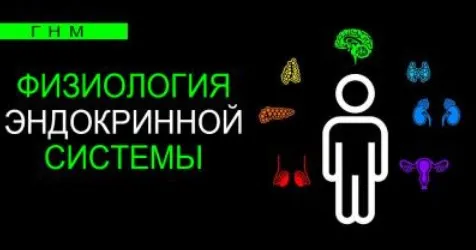 Физиология эндокринной системы. Надпочечники (Анастасия Семко)