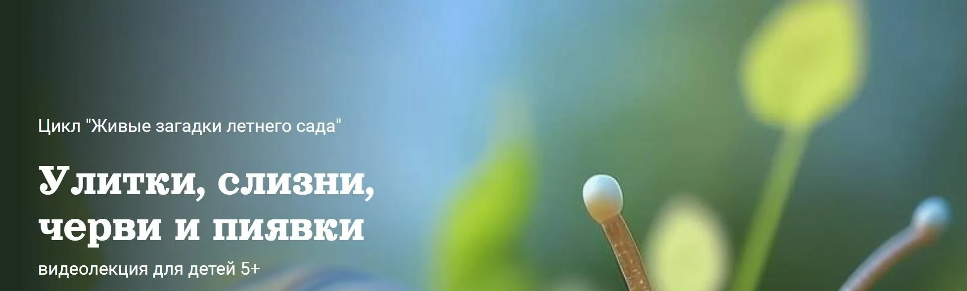 [Детский лекторий] Улитки, слизни, черви и пиявки (Александр Толмачев)